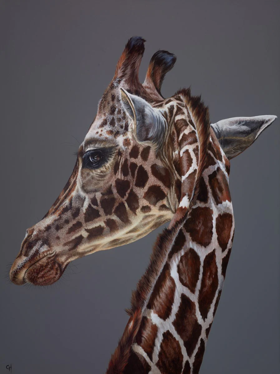 A Giraffe's Stare