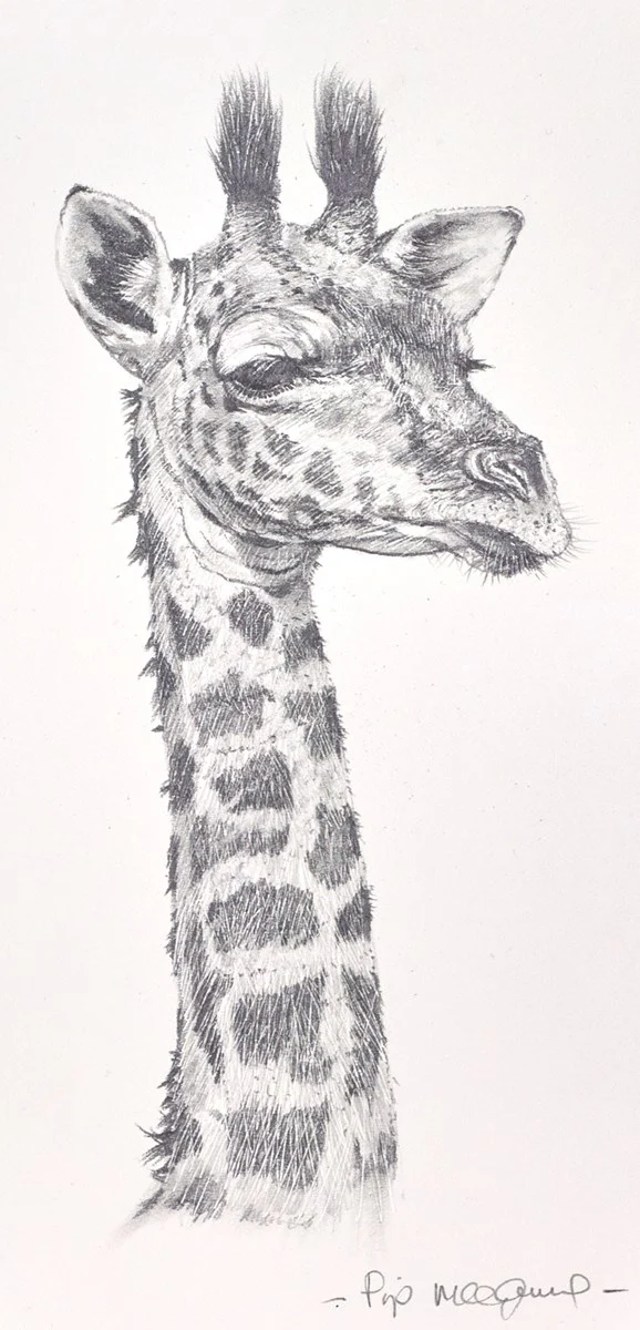 Baby Giraffe - Image 2