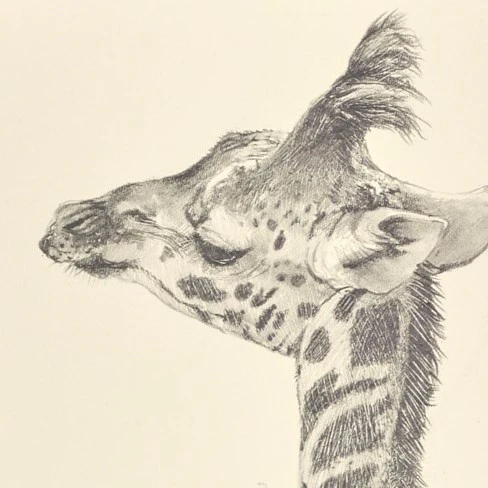 Baby Giraffe III - Image 4