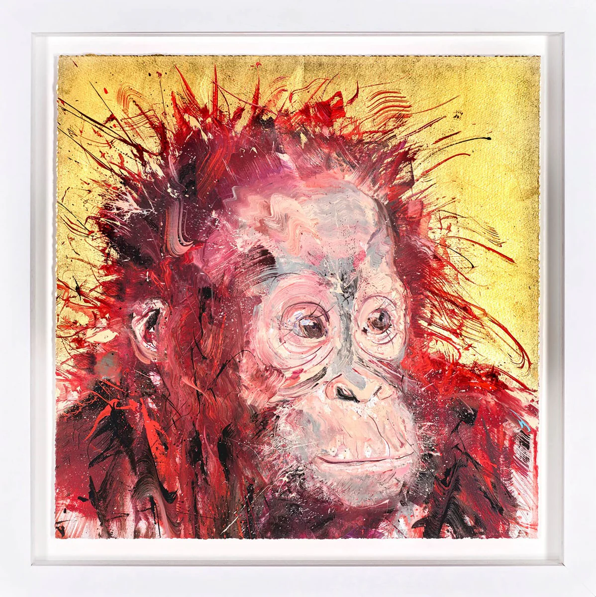 Baby Orangutan