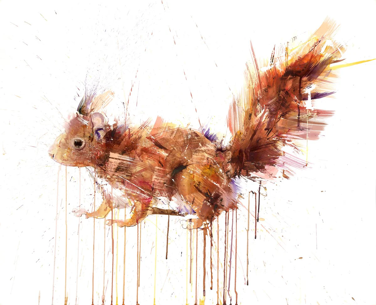 Baby Red Squirrel - Image 2