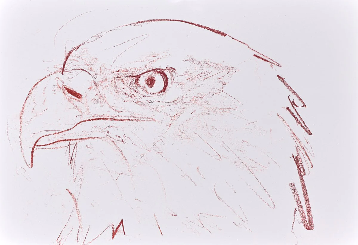 Bald Eagle Study I