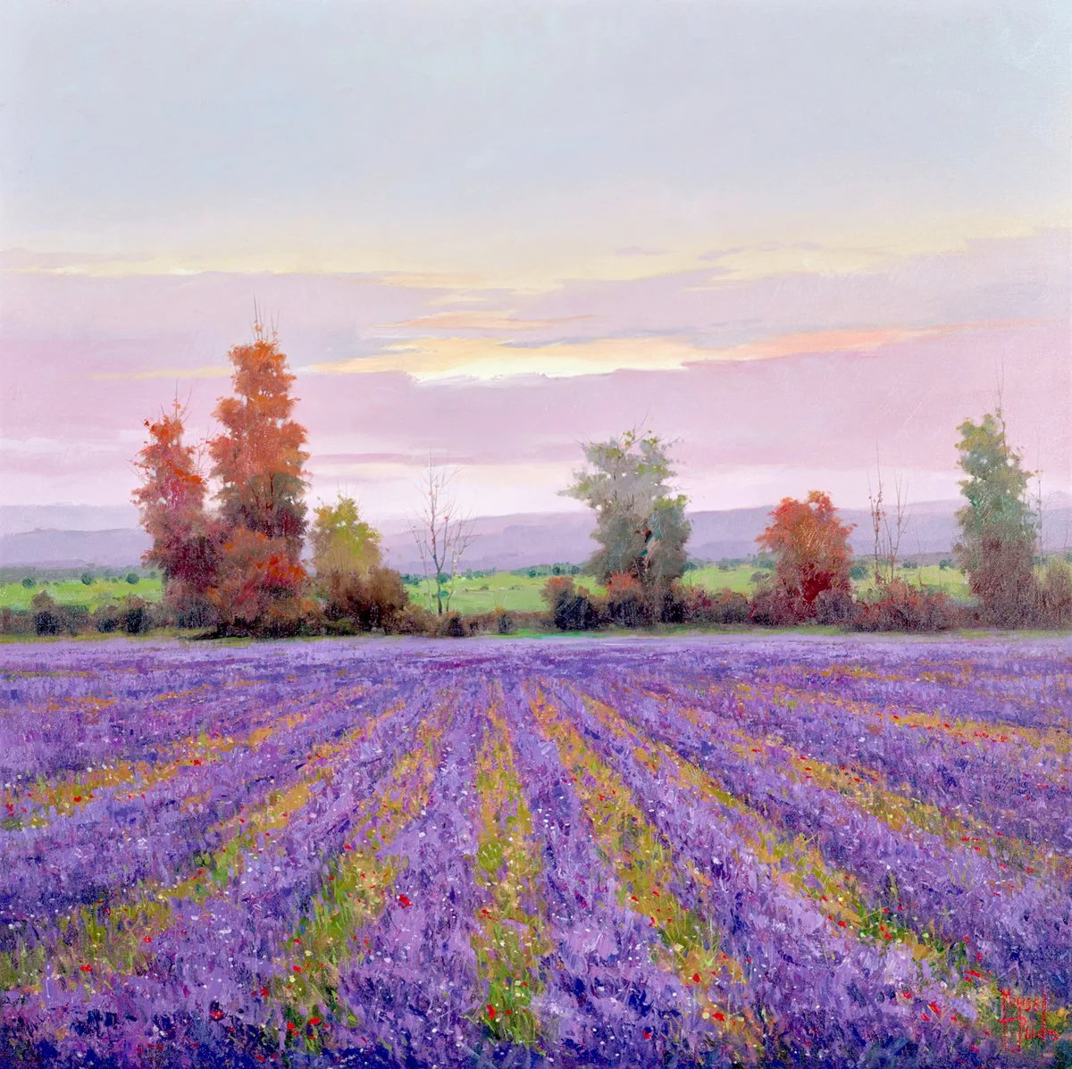 Campo De Lavanda