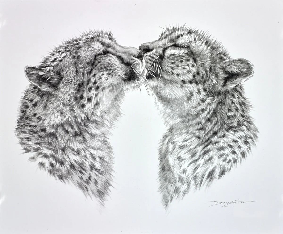 Cheetah Caress