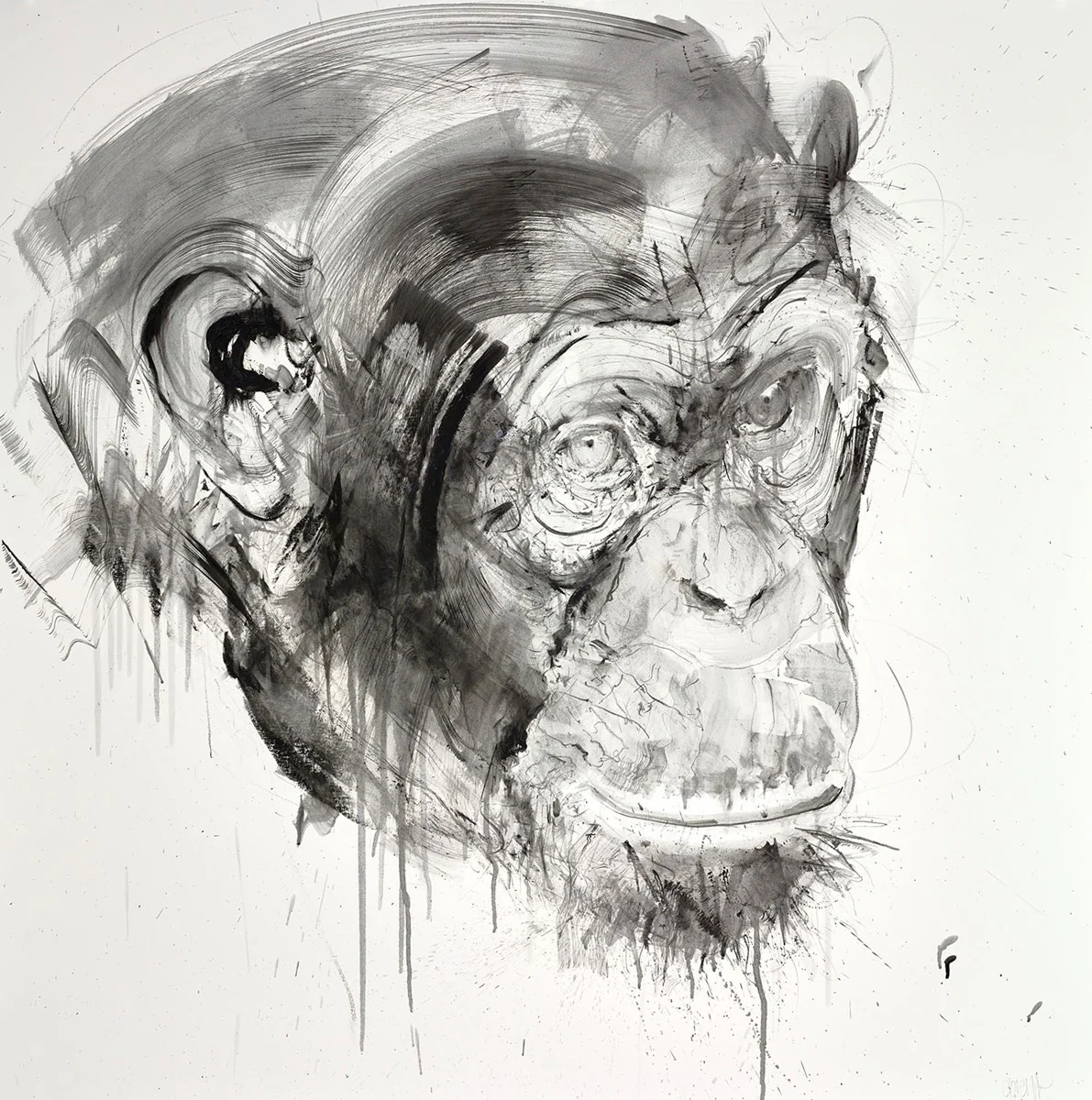 Chimp Study I
