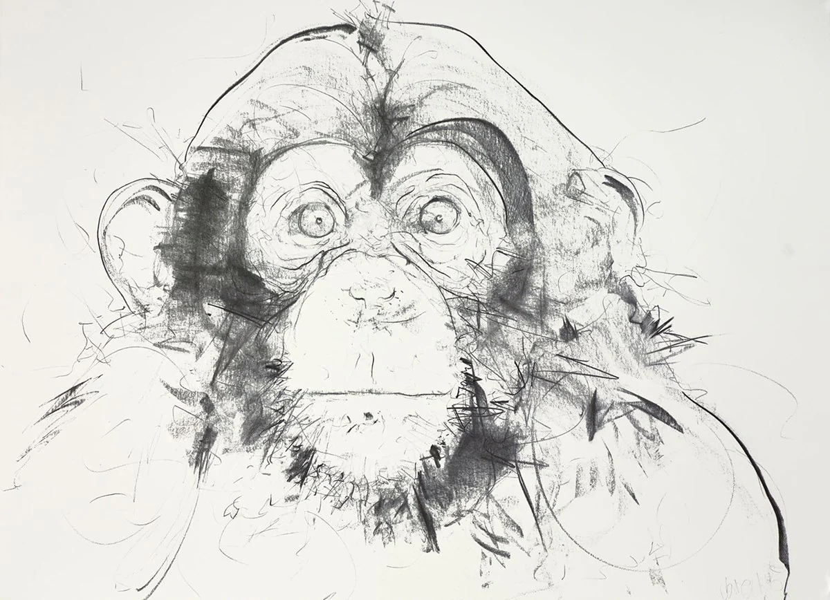 Chimp Study IV