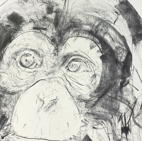 Chimp Study V - Image 4