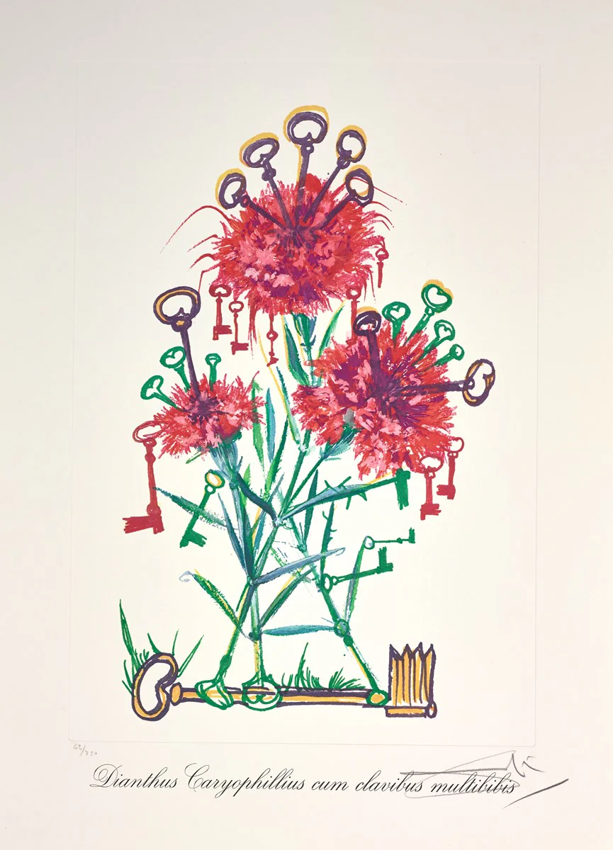 Dianthus Carophillius Cum Clavinibus Multibibis