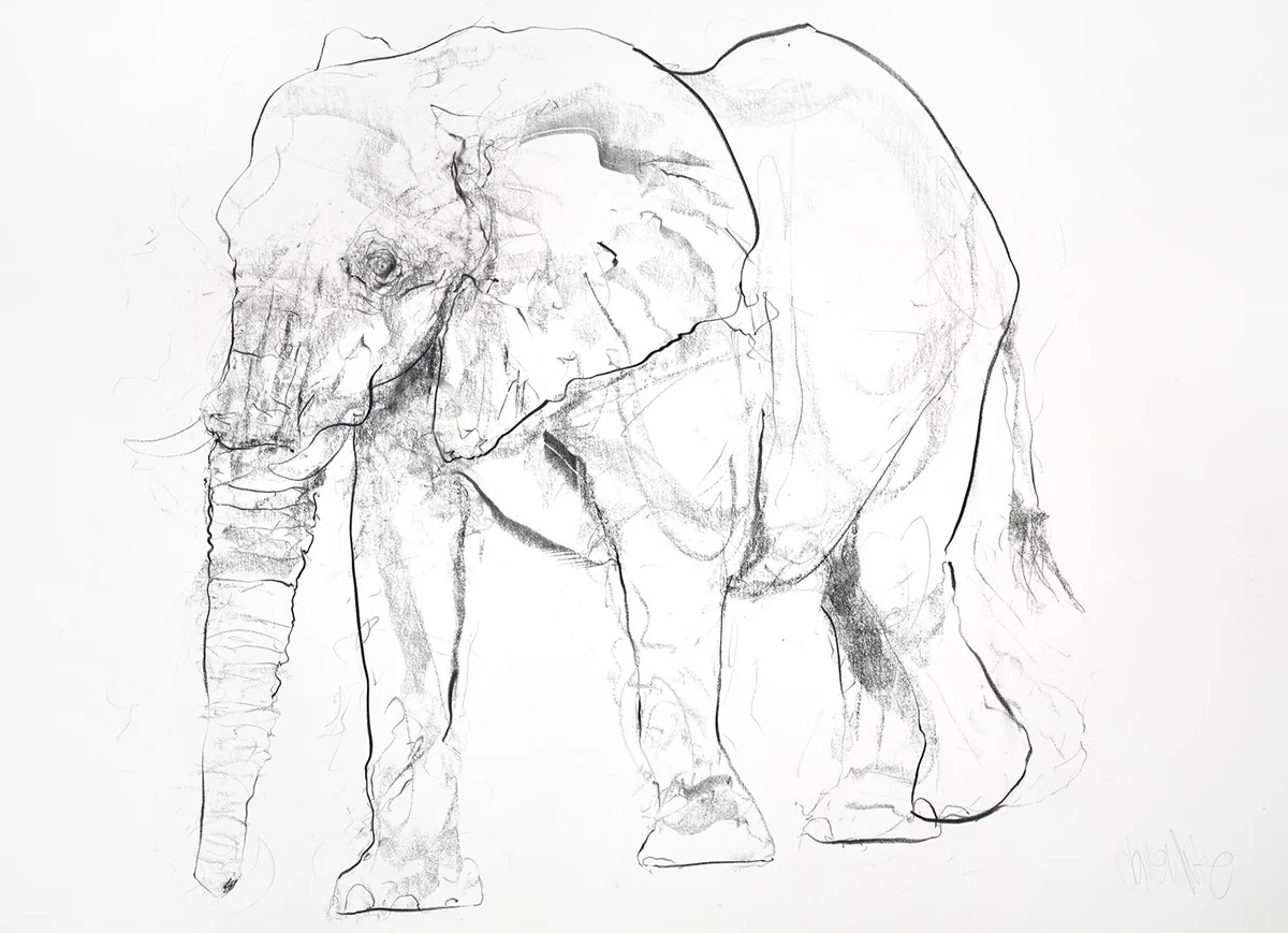 Elephant Charcoal Sketch I