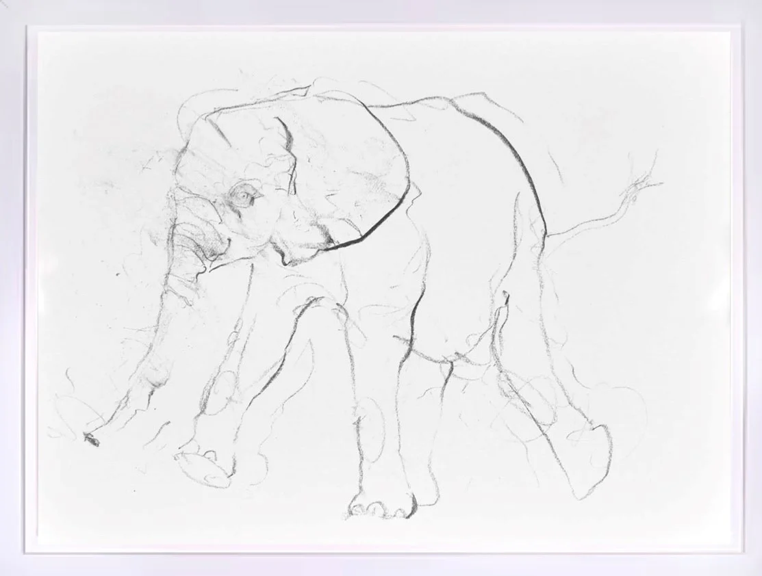 Elephant Study IX