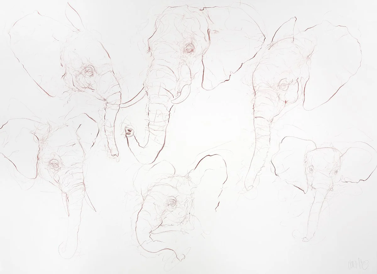 Elephant Study Sheet I