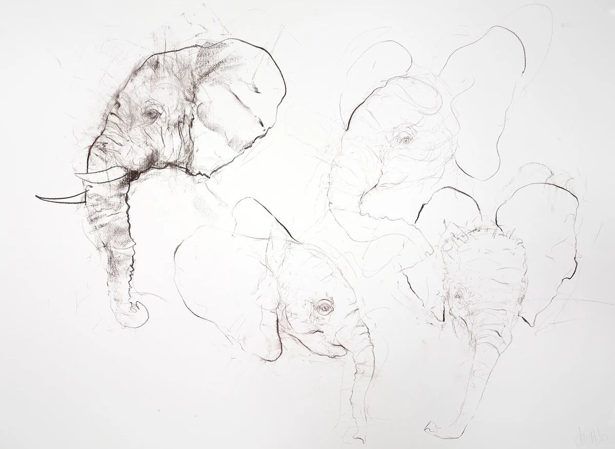 Elephant Study Sheet II