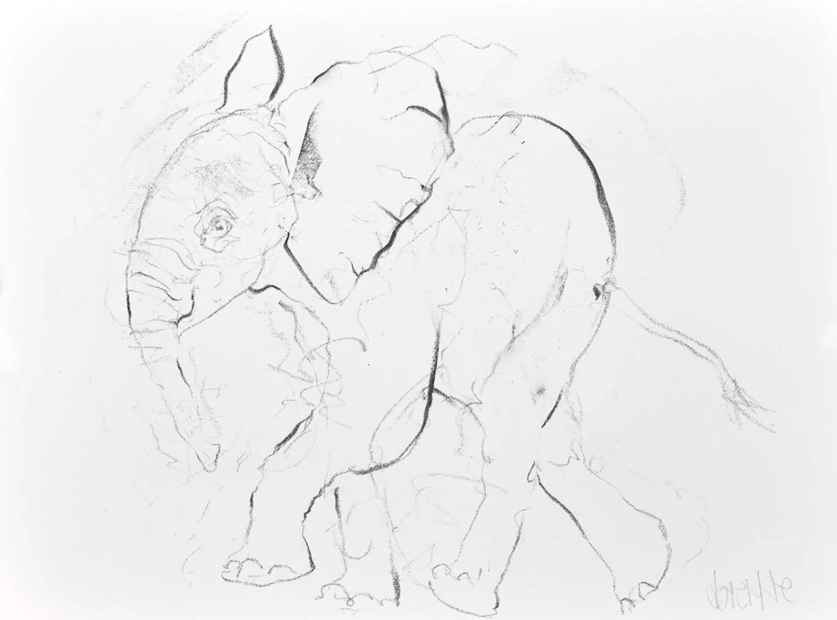 Elephant Study XIV