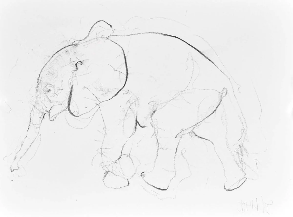 Elephant Study XVIII