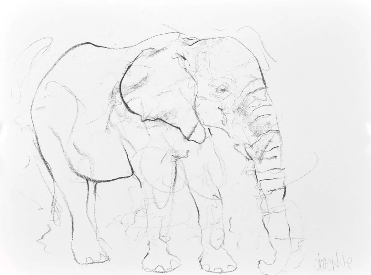 Elephant Study XX