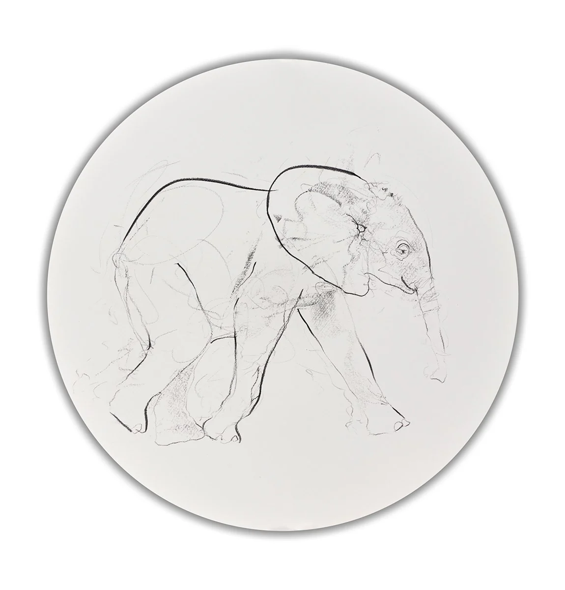 Elephant Study XXX