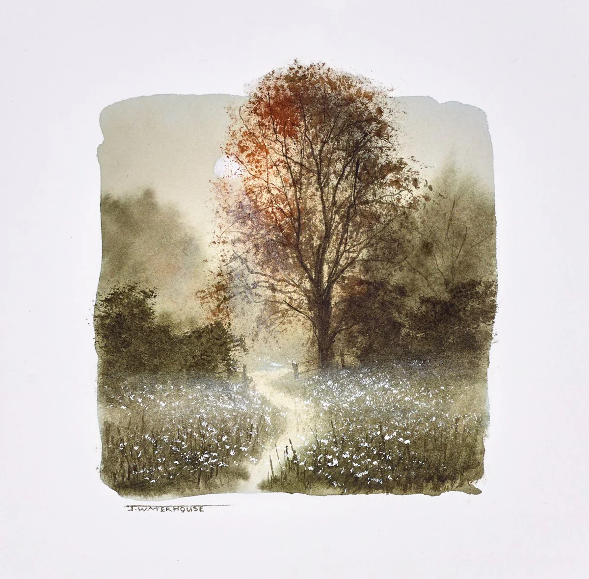 Enchanted (Study)