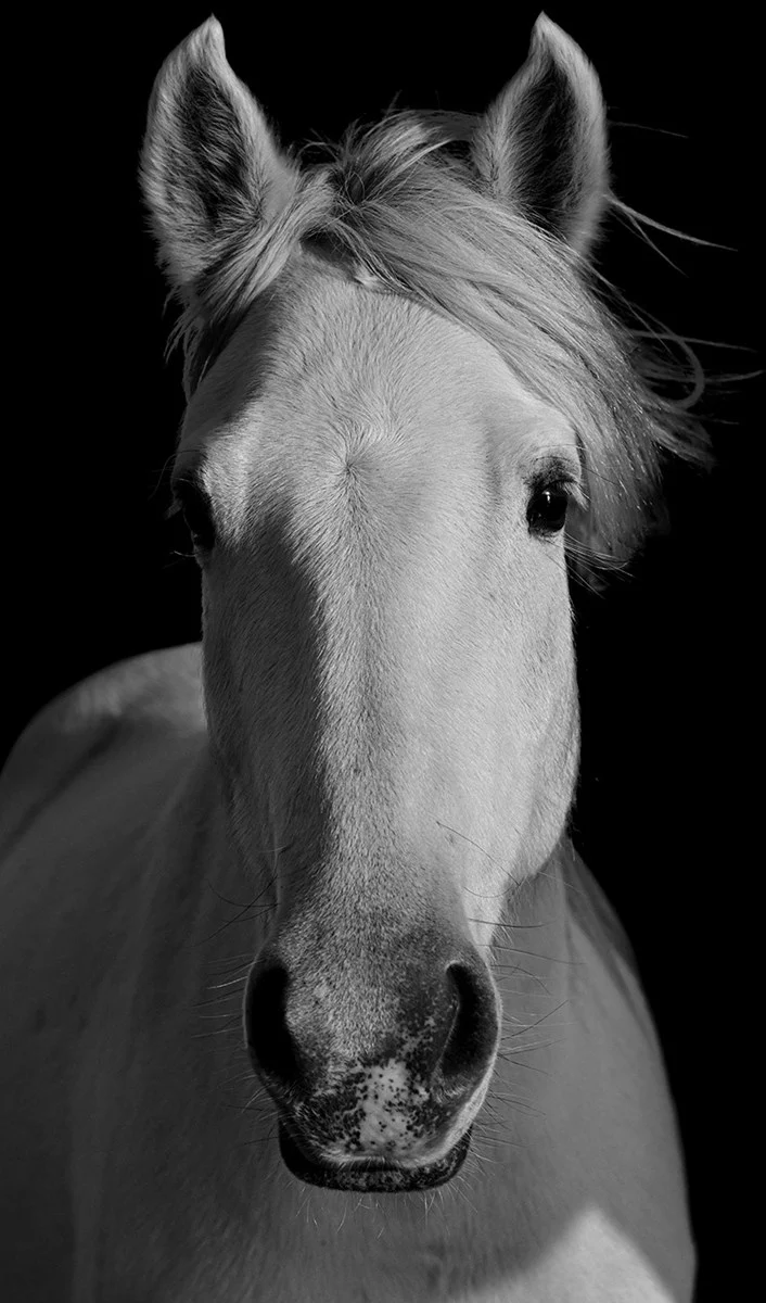 Equus - Image 2