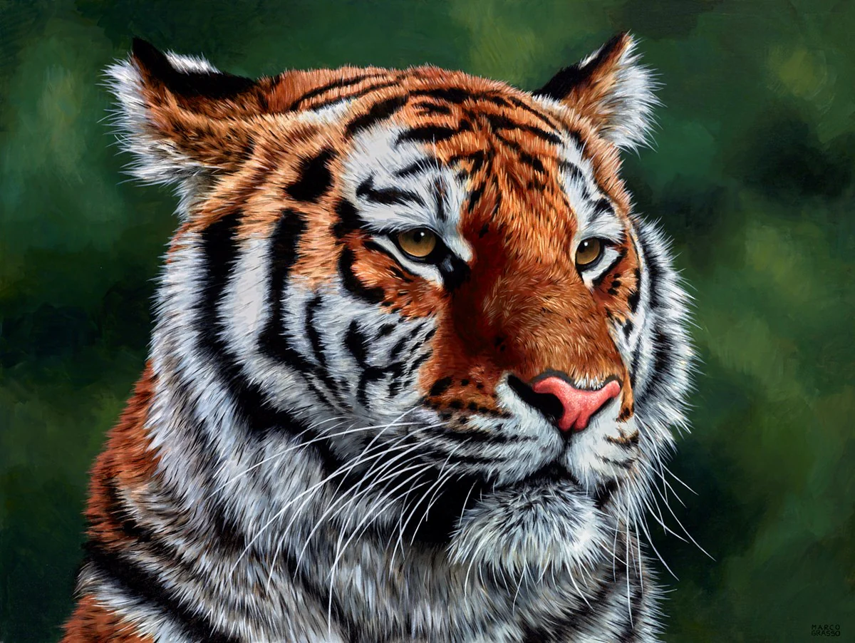 Eye Of The Tiger - Image 2