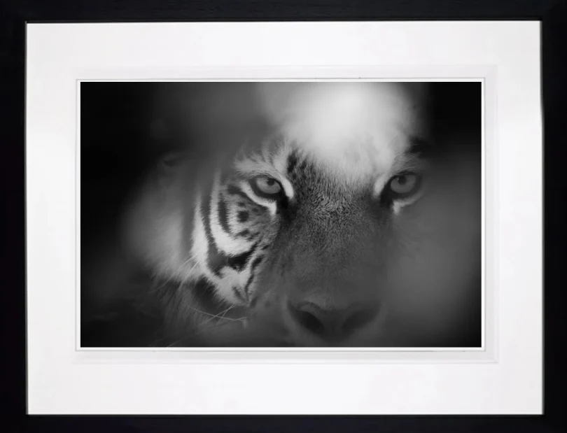 Eye Of The Tiger