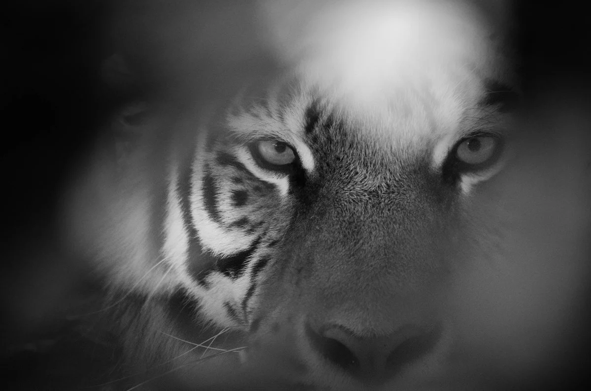 Eye Of The Tiger - Image 2