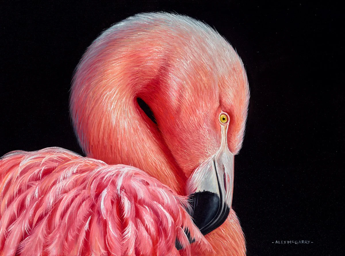 Flamingo - Image 2