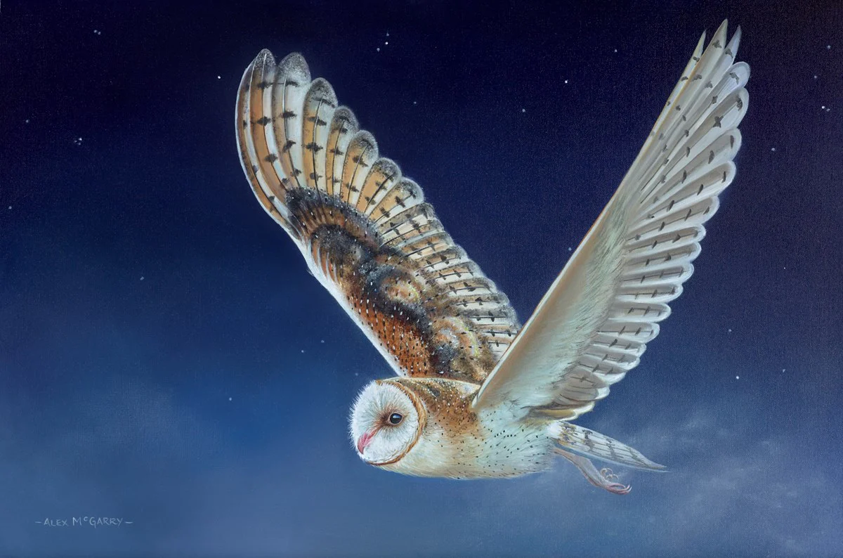 Flying Owl - Image 2