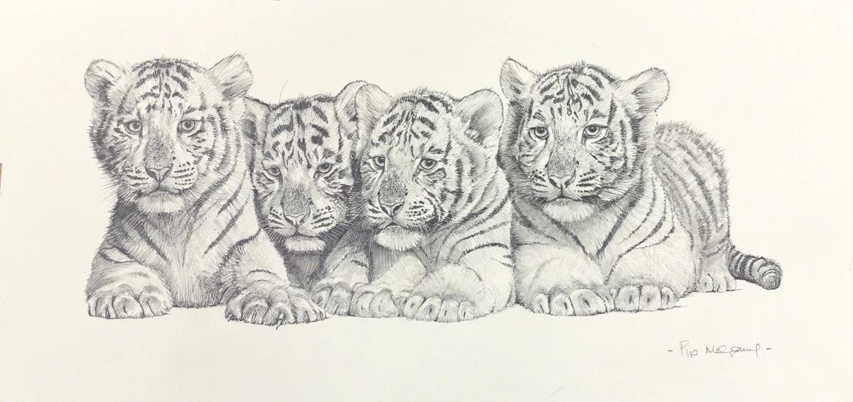 Four White Tiger Cubs - Image 2