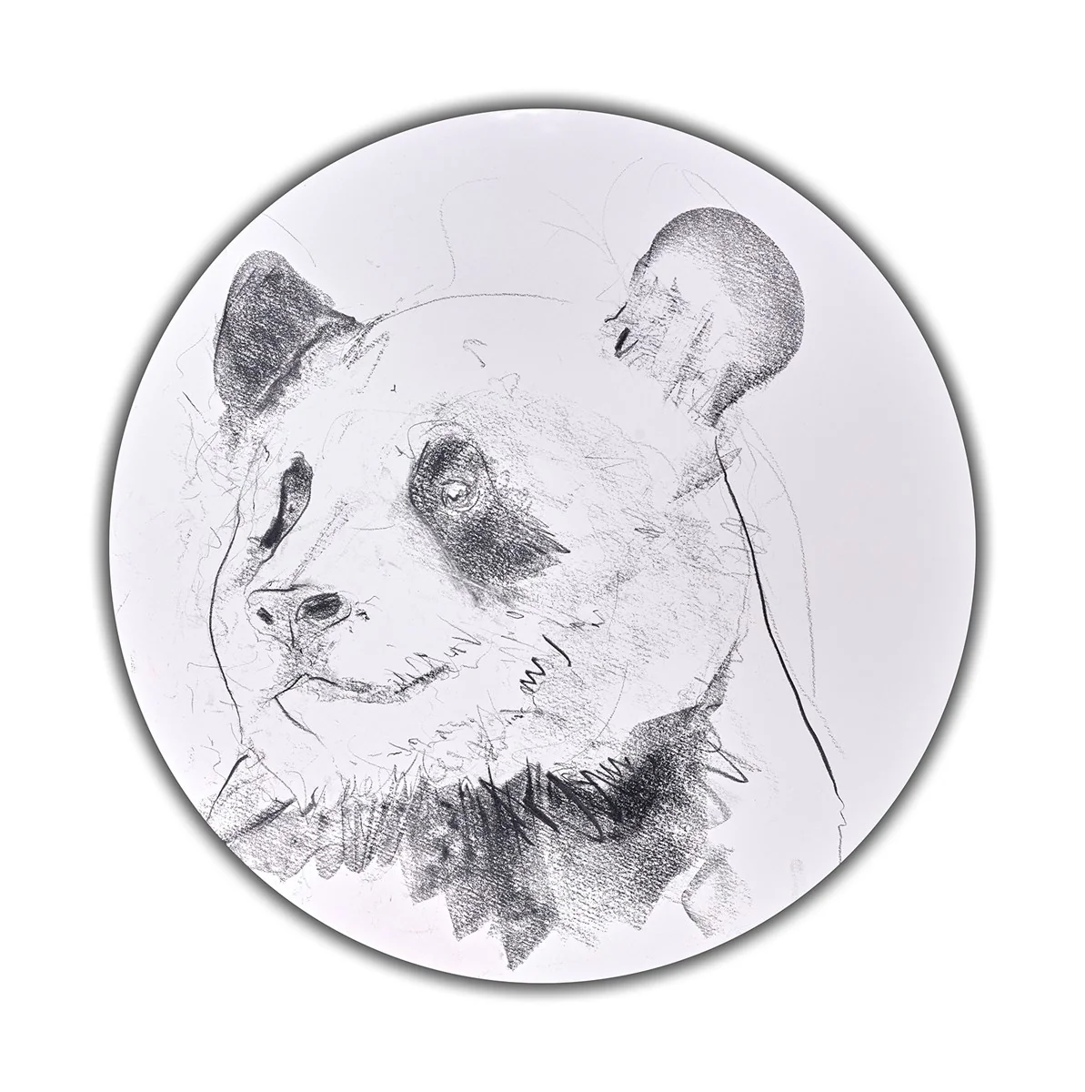 Giant Panda Study III