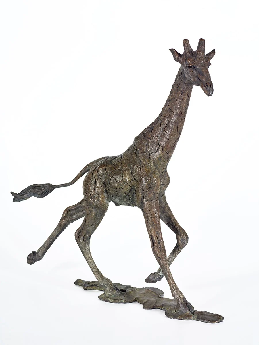 Giraffe Male - 2017