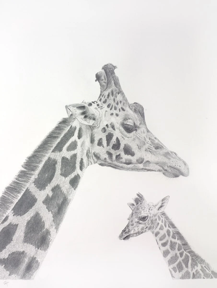 Giraffe Study - Image 3
