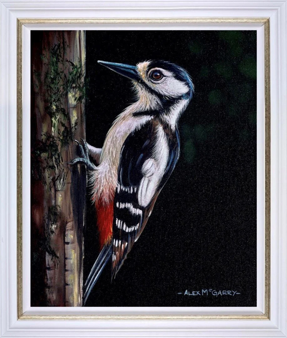 Great Spotted Woodpecker I