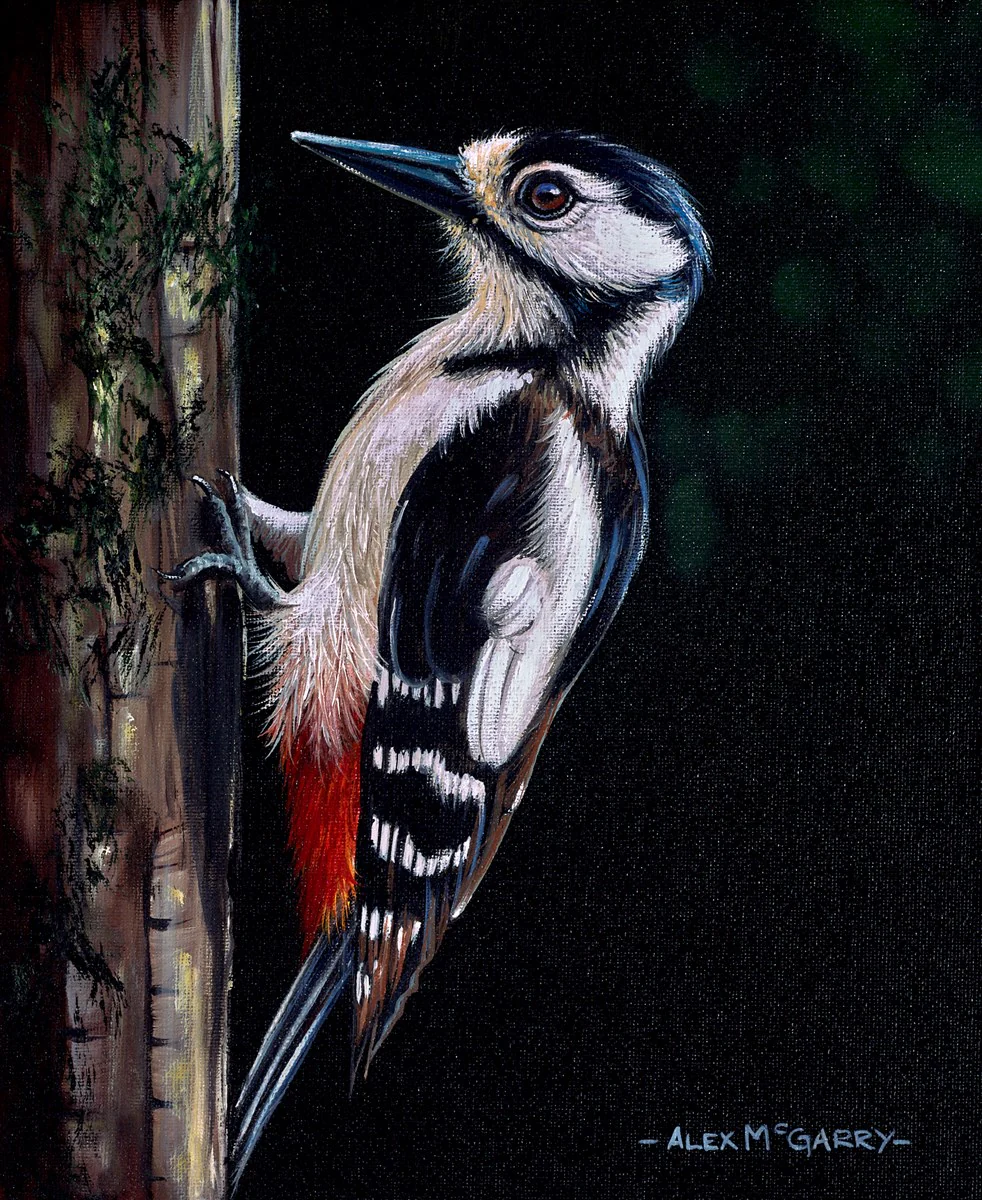Great Spotted Woodpecker I - Image 2