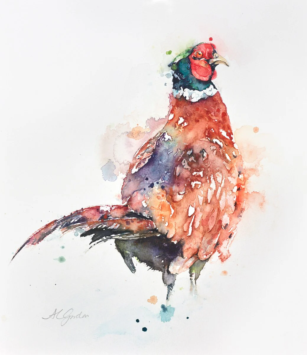 Handsome Gentleman Pheasant