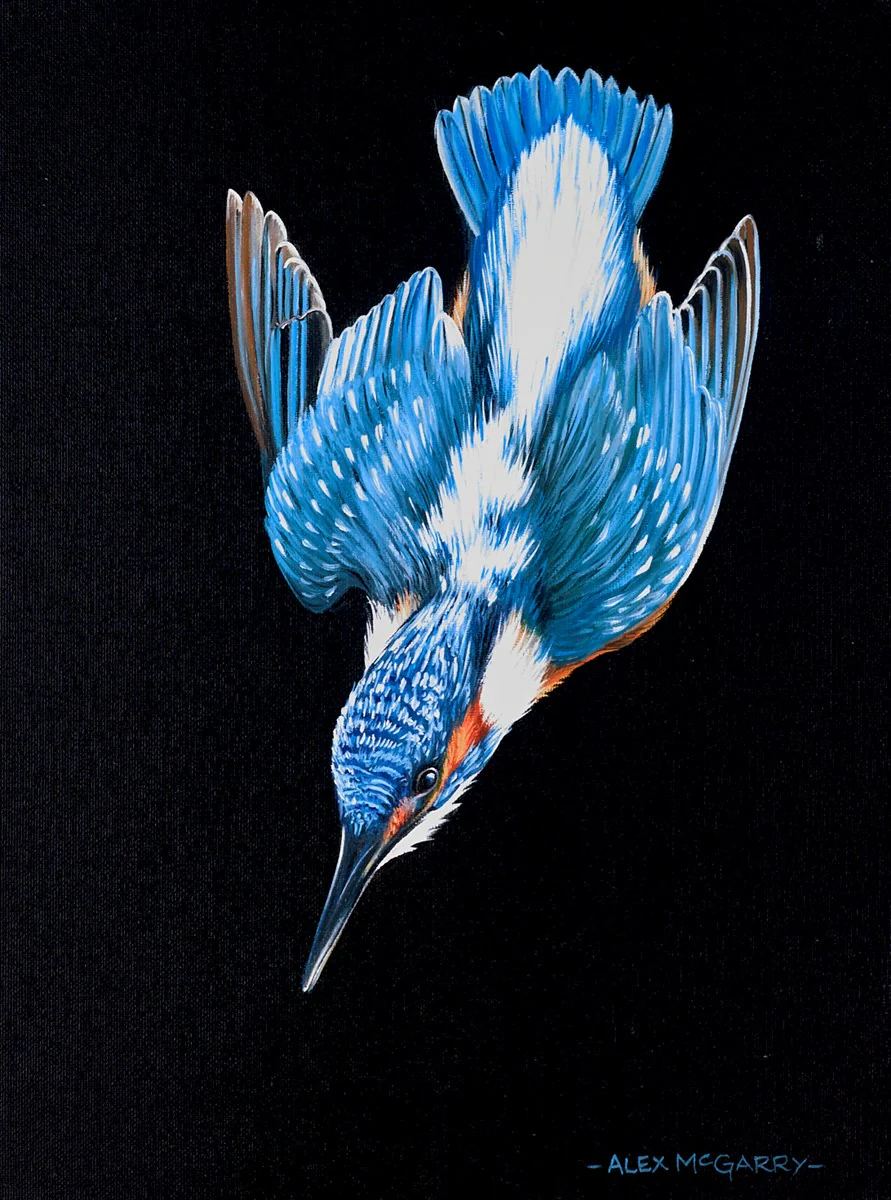 Kingfisher In Flight III