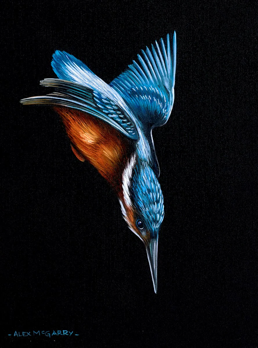 Kingfisher In Flight IV