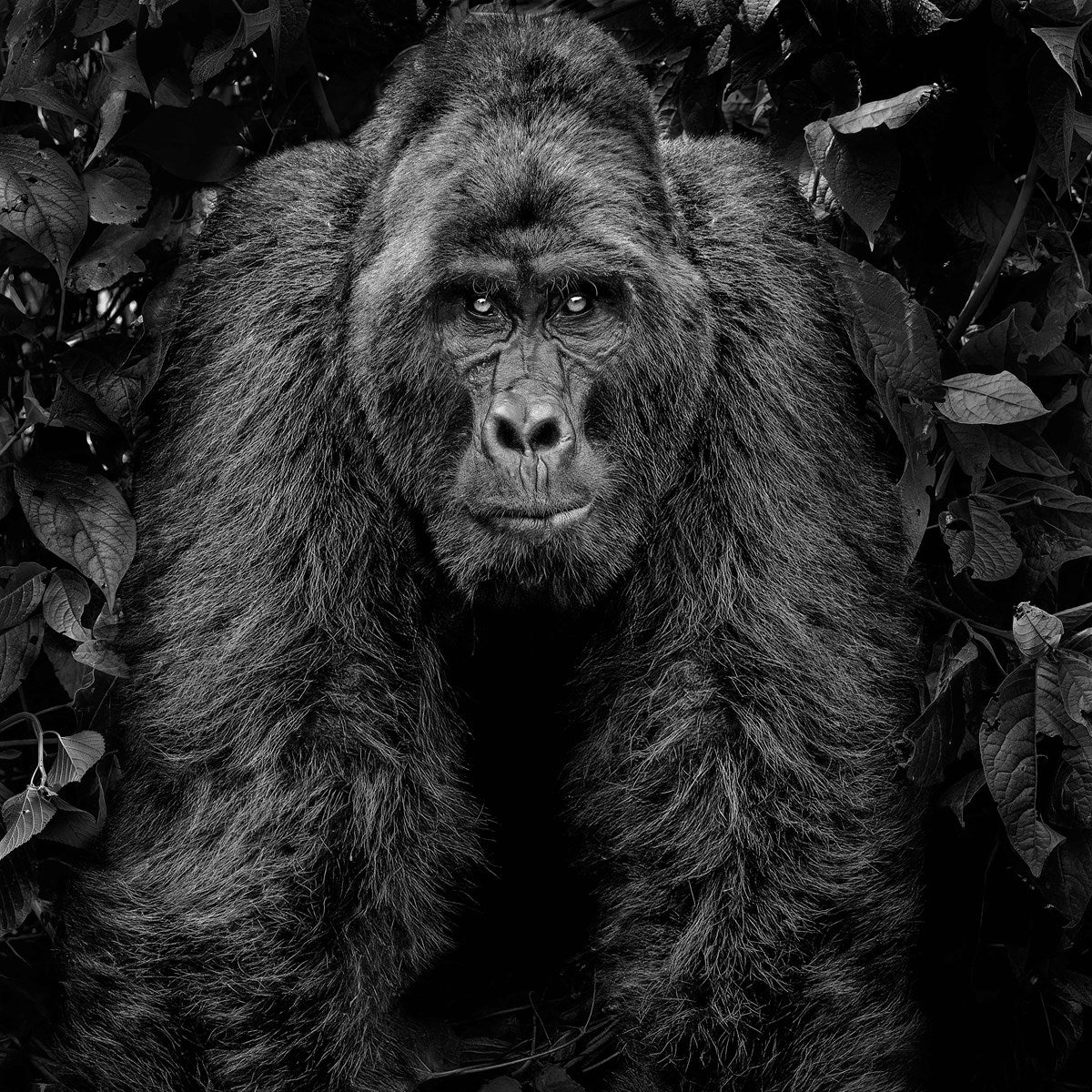 Kong - Image 2