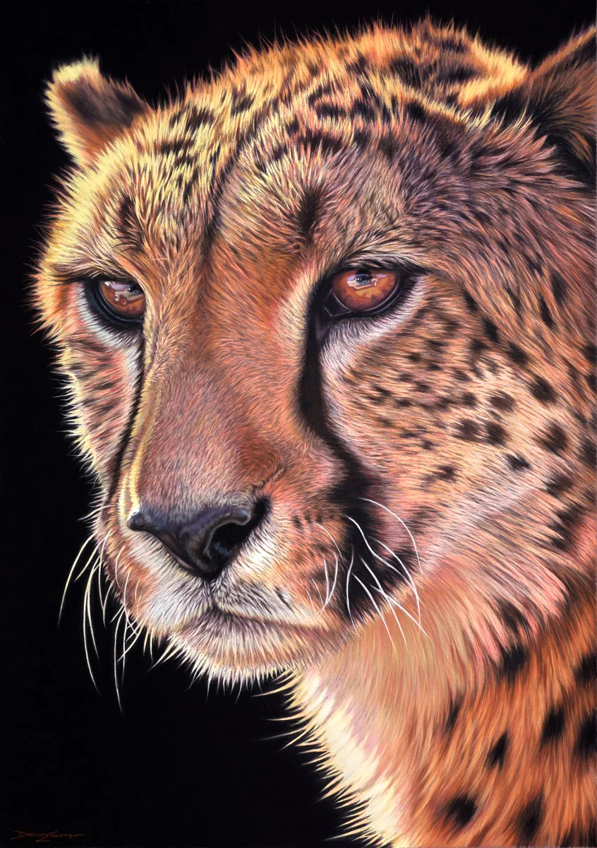 Cheetah - Image 2