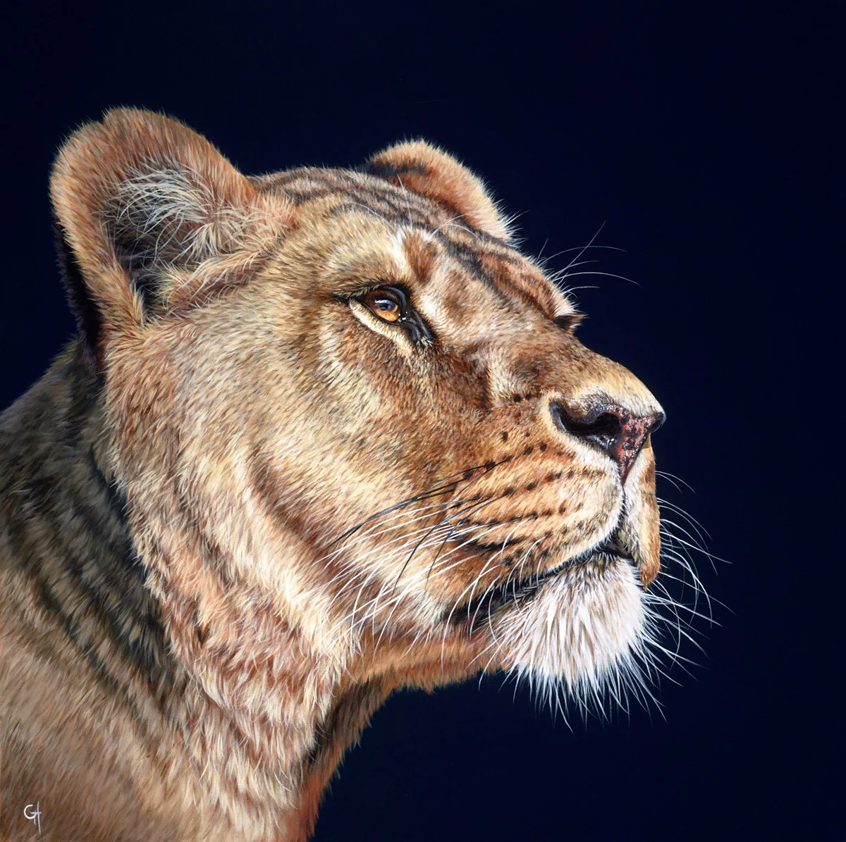 Lioness II - Image 2