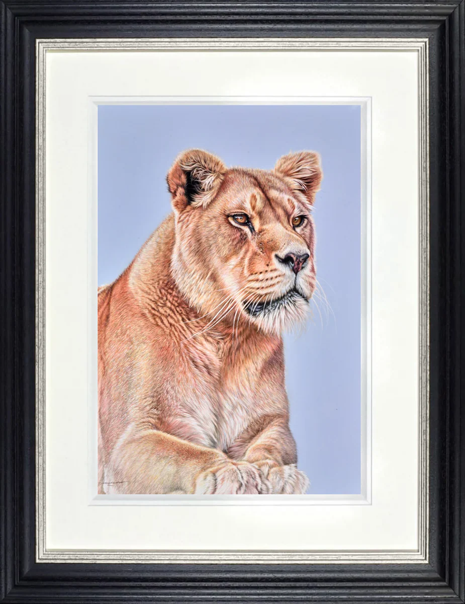 Lioness Resting