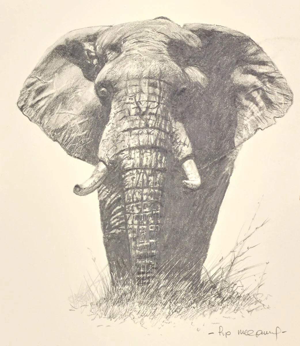 Lone Elephant - Image 2