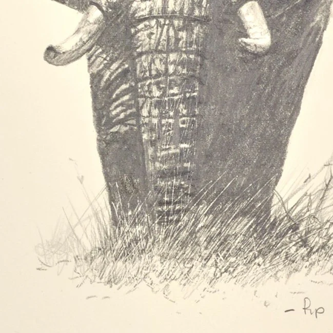 Lone Elephant - Image 3