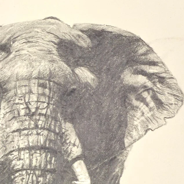 Lone Elephant - Image 4