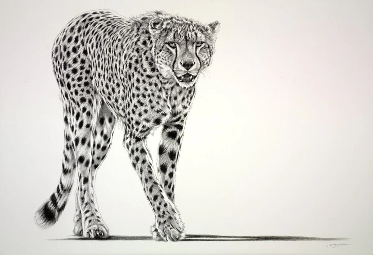 Lurking Cheetah (Study)