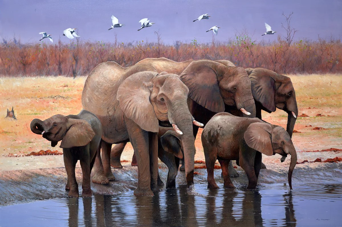 Marabou Pan, Botswana - Image 2