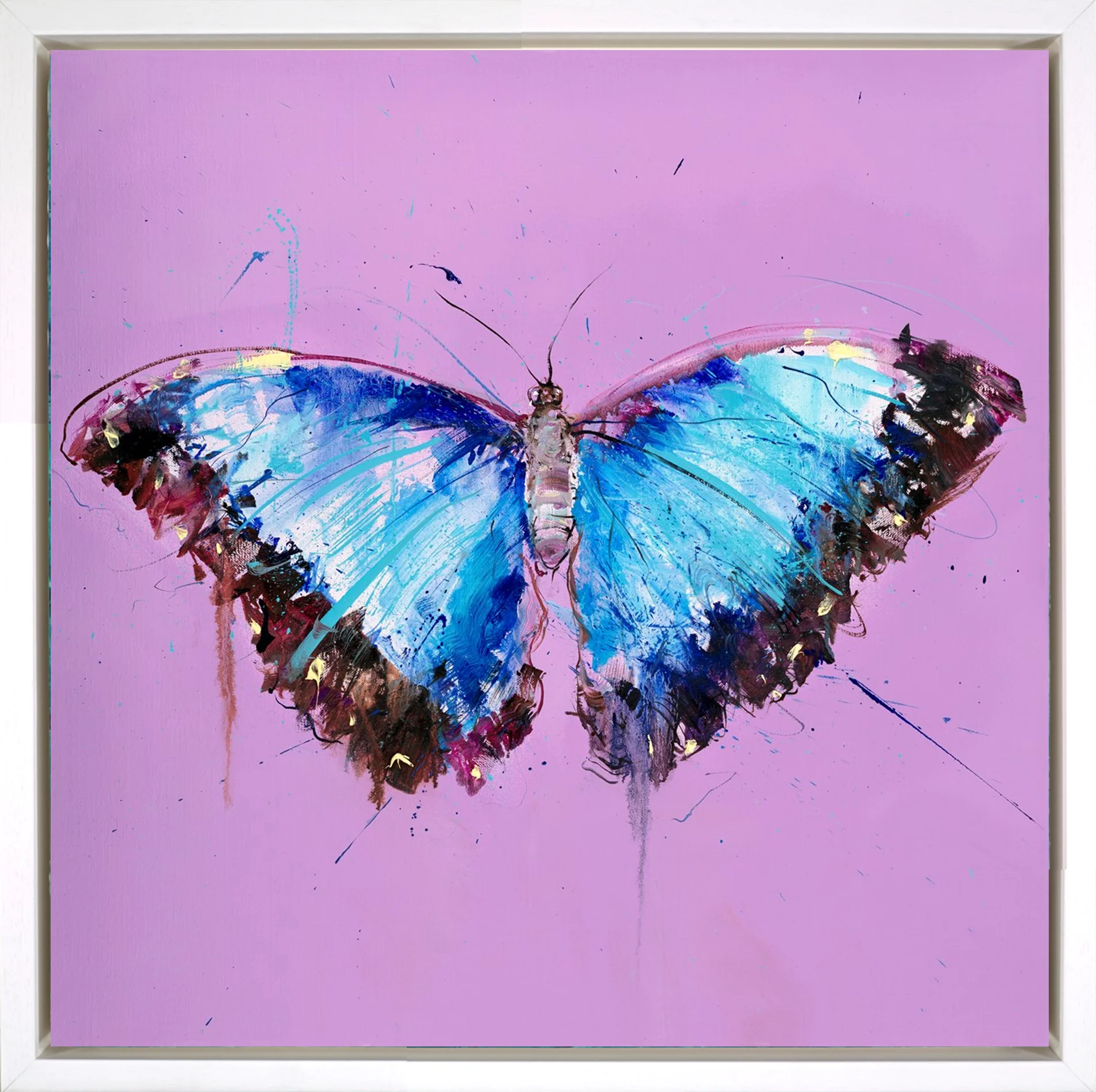 Morpho Butterfly