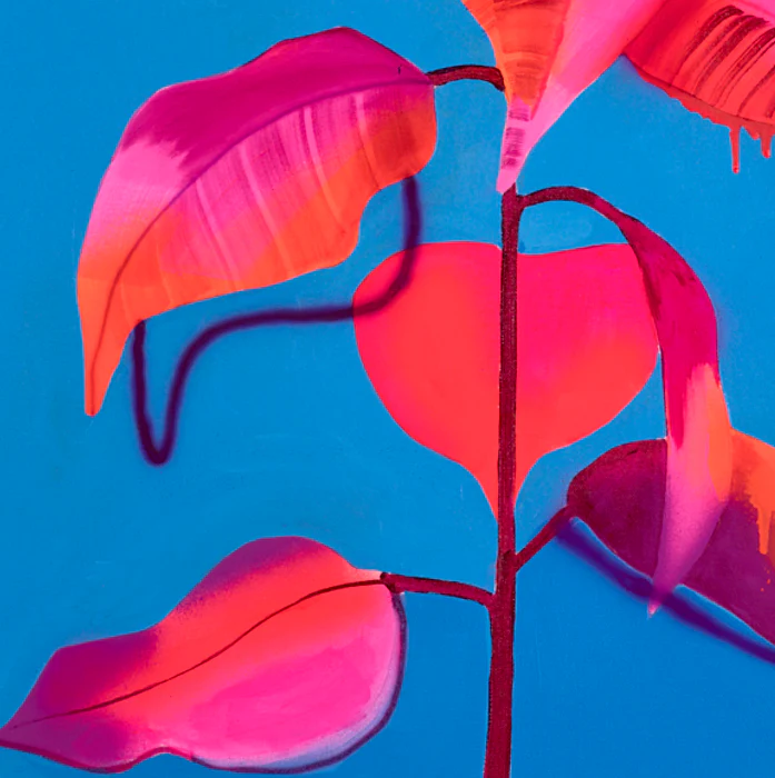 Naranja - Image 5