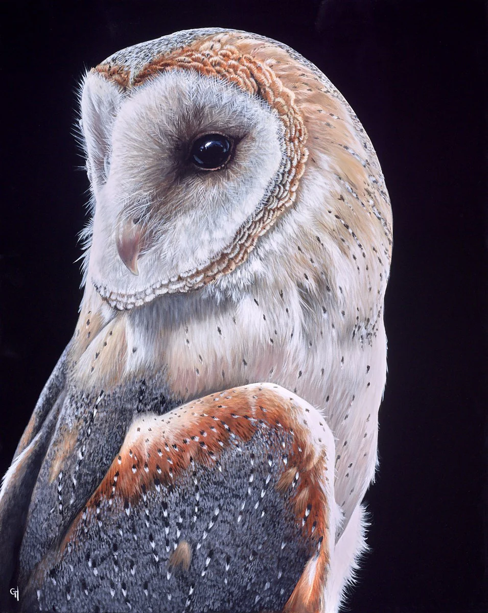 Owl