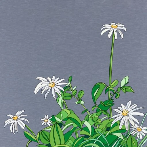 Oxeye Daisies - Image 4