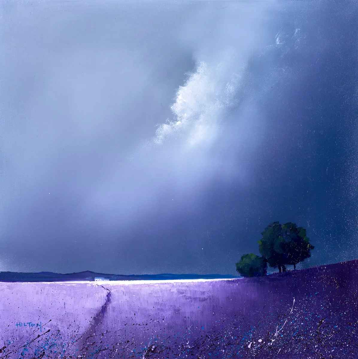 Purple Fields Of Lavender